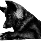 Baloo-boy-gsd