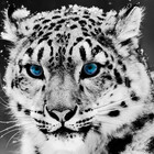 GreySauro