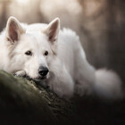 Politedoggy