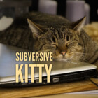 subversivekitty
