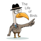 TheLifeofBirds