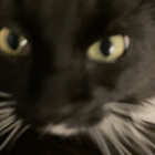 coolcat1377