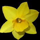 EasterDaffodil