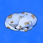 beesdotjpeg