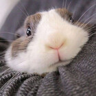 CinnaKirby64