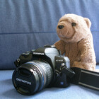 dingobear