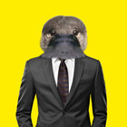 StylishPlatypus