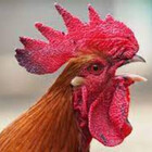 roostercrow43