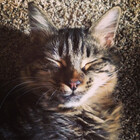 CatnipCupcakes