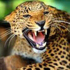 egcoolcat1415