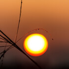 kepler96