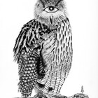 cyclopticowl