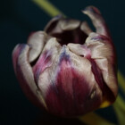 luckyflower