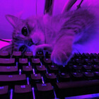 catsgamer