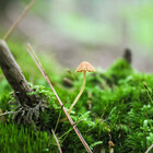 Forestfaeshroom