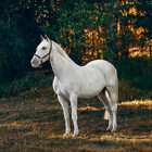 HorseLoverShop
