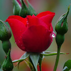 rosedd