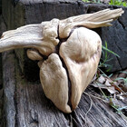 Wild-Heart-Co