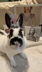Mybunnystella