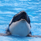 artsyorca