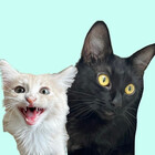 Olive-and-Pinto