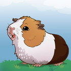 cavypig
