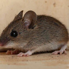 lichenfriend