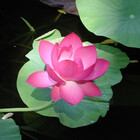 MIDNIGHTLOTUS