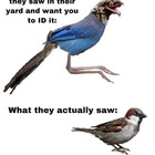 Pearfalcon