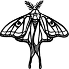 polillamaravill