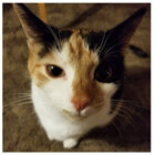 HausKatz
