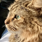 Forest-Cat5