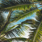PalmTreesInc