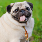 agirlandherpug