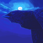 crankycorvid