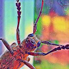 Bobthebug