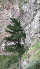 StonePine