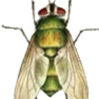 adamsurs