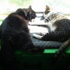 catmomma87