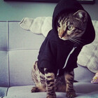 Tigr