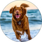 DoggyDream