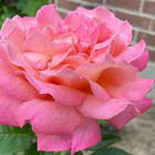 LoftyLoamBloom