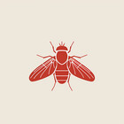 designerfly