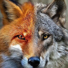 acaughtfox