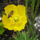 Wildflower7777