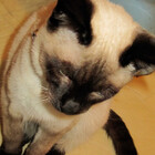 meredith175