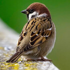 Aakriti12-