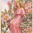 Wild-Rose-