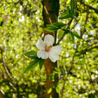 albaboschphoto