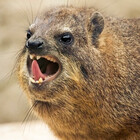 mrhyrax